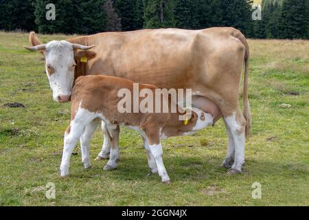 Braune Kuh und Kalb auf der Wiese Stockfoto