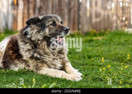 Ein großer, gut gezüchteter Hund liegt auf dem Gras und bellt vor dem Hintergrund eines alten Holzzauns Stockfoto