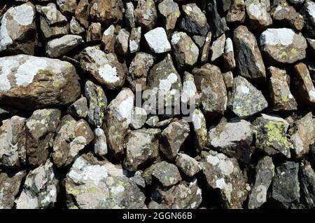 Flechten auf einer walisischen Trockensteinmauer aus nächster Nähe Stockfoto