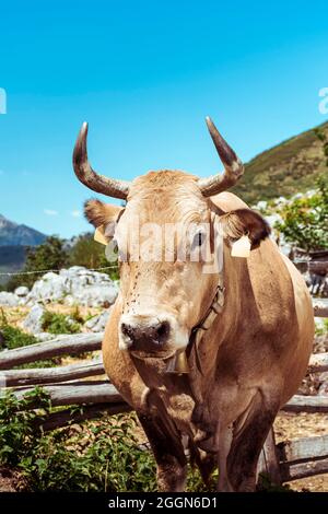 Nahaufnahme einer typischen asturischen Kuh.das Foto wurde an einem sonnigen Tag in der Braña des asturischen Gebirgspass von San Isidro in Spanien aufgenommen.die Kuh ist Braue Stockfoto