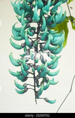 Jade- oder Smaragdweinblume (Strongylodon macrobotrys) in Guatemala Stockfoto