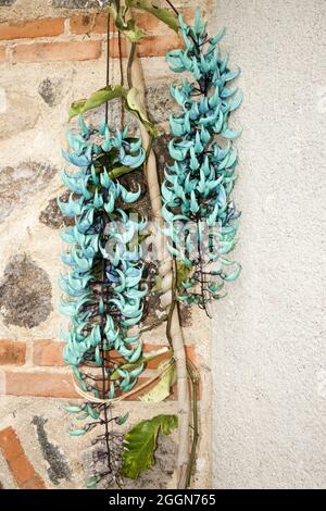 Jade- oder Smaragdweinblume (Strongylodon macrobotrys) in Guatemala Stockfoto