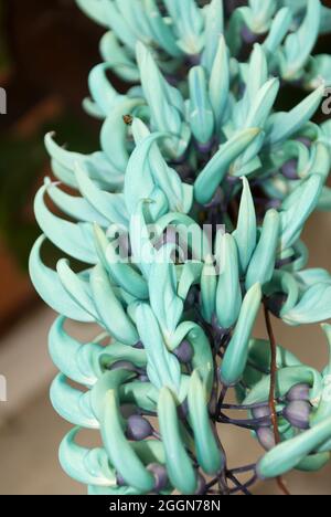 Jade- oder Smaragdweinblume (Strongylodon macrobotrys) in Guatemala Stockfoto