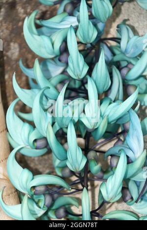 Jade- oder Smaragdweinblume (Strongylodon macrobotrys) in Guatemala Stockfoto