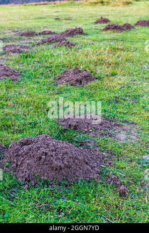 Maulwurffelungen in einem Garten Stockfoto