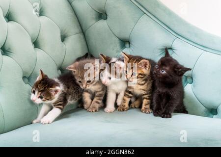 Fünf Kätzchen auf dem Sofa Stockfoto