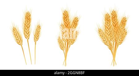 Set von Weizenohren reif, Stacheletts und Körner. Design-Element für Bio-Produkte, Bäckerei, Landwirtschaft. Isoliert auf weißem Hintergrund. Vektorgrafik Stock Vektor