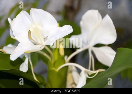 Die sehr aromatische weiße Blume Hedychium coronarium, genannt Schmetterling, ist die Nationalblume Kubas. Stockfoto