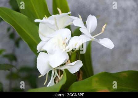 Die sehr aromatische weiße Blume Hedychium coronarium, genannt Schmetterling, ist die Nationalblume Kubas. Stockfoto