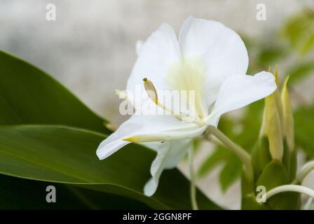 Die sehr aromatische weiße Blume Hedychium coronarium, genannt Schmetterling, ist die Nationalblume Kubas. Stockfoto