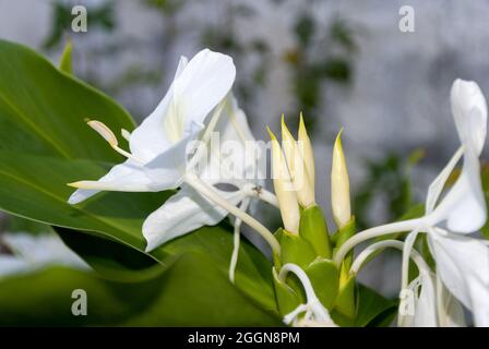 Die sehr aromatische weiße Blume Hedychium coronarium, genannt Schmetterling, ist die Nationalblume Kubas. Stockfoto