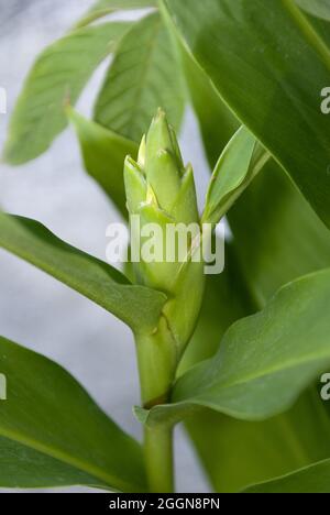 Die sehr aromatische weiße Blume Hedychium coronarium, genannt Schmetterling, ist die Nationalblume Kubas. Stockfoto