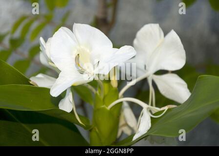 Die sehr aromatische weiße Blume Hedychium coronarium, genannt Schmetterling, ist die Nationalblume Kubas. Stockfoto