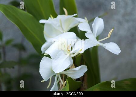 Die sehr aromatische weiße Blume Hedychium coronarium, genannt Schmetterling, ist die Nationalblume Kubas. Stockfoto