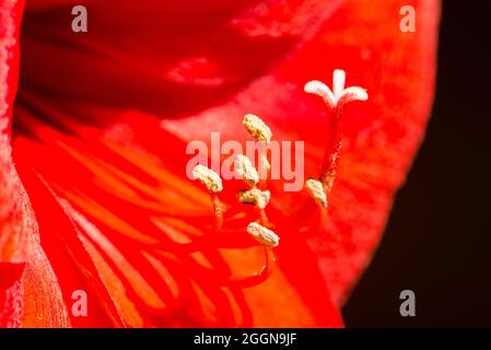 Rote amarilis Blume Teil Nahaufnahme Stockfoto