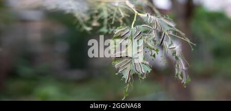 Die amerikanische weiße Schmetterlingsraupe frisst die Blätter des Obstbaums. Baner. Speicherplatz kopieren. Stockfoto