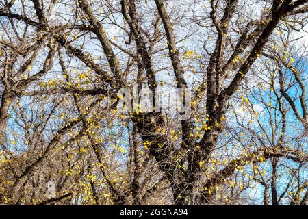 Englisch Elm (Ulmus procera) in the Darling Gardens, Clifton Hill, Melbourne, Victoria, Australien Stockfoto