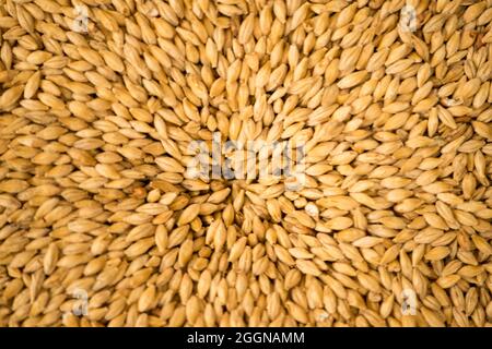 Malz zum Brauen. Stockfoto