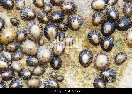 Mehrere gewöhnliche Limpets stecken auf einem Strandfelsen fest Stockfoto