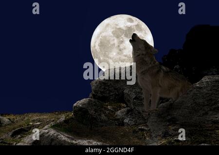 Graugrauer Wolf Canis Lupus auf zwischen Felsen heulend in der Nacht mit Vollmond Stockfoto