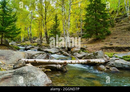 Es gibt viele Felsen im Fluss und grüne Bäume fallen über den Fluss. Malerische Naturlandschaft. Keketuohai Scenic Area. Xinjiang, China. 201 Stockfoto