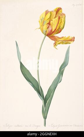 Tulipa Gesneriana var. Dracontia (Papageientrübe). Museum: PRIVATE SAMMLUNG. Autor: Pierre-Joseph Redouté. Stockfoto