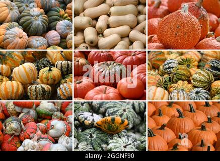 Klaistow, Deutschland. September 2021. Die Bilderkombination zeigt verschiedene Kürbissorten, die im Rahmen der Kürbisausstellung auf dem Gelände der Spargel- und Erlebnisfarm in Klaistow ausgestellt und zum Verkauf angeboten werden. Die Ausstellung ist am 4. September bis zum 7. November 2021 für Besucher geöffnet. Bei der größten Kürbisveranstaltung in der Region geht es in diesem Jahr um „Musik“. Insgesamt werden mehr als 500 verschiedene Kürbissorten ausgestellt. Quelle: Monika Skolimowska/dpa-Zentralbild/dpa/Alamy Live News Stockfoto