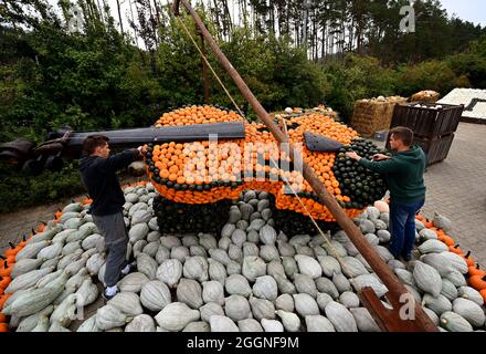 Klaistow, Deutschland. September 2021. Die Mitarbeiter Paul (l.) und Johann arbeiten vor der Eröffnung der Kürbisausstellung auf dem Gelände der Spargel- und Erlebnisfarm an einer Geigenfigur. Die Ausstellung ist am 4. September für Besucher geöffnet und läuft bis zum 7. November 2021. Bei der größten Kürbisveranstaltung in der Region geht es in diesem Jahr um Musik. Insgesamt werden mehr als 500 verschiedene Kürbissorten ausgestellt. Quelle: Monika Skolimowska/dpa-Zentralbild/dpa/Alamy Live News Stockfoto