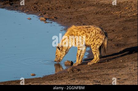 Hyena am Wasserloch in Namibia Afrika entdeckt Stockfoto