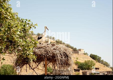 Asian White Colored Open Billed Storch, Anastomus oscitans, India White Storch, ein großer watender Vogel im Nest. Stockfoto