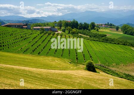 Ländliche Landschaft im Frühling in Langhe bei Dogliani, Provinz Cuneo, Piemont, Italien, UNESCO-Weltkulturerbe. Stockfoto