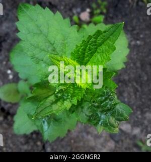 Agastache foeniculum, Agastache anethiodora, Anishysop, blauer Riesenhysop, duftender Riesenhysop, Lavendel-Riesendysop im Garten in Sibirien Ru Stockfoto