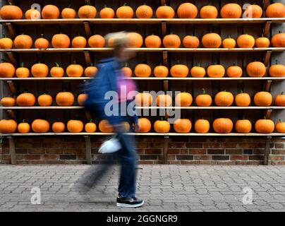 Klaistow, Deutschland. September 2021. Vor der Eröffnung der Kürbisausstellung auf dem Gelände der Spargel- und Erlebnisfarm läuft ein Besucher an einer mit Kürbissen geschmückten Wand entlang. Die Ausstellung ist am 4. September für Besucher geöffnet und läuft bis zum 7. November 2021. Bei der größten Kürbisveranstaltung in der Region geht es in diesem Jahr um Musik. Insgesamt werden mehr als 500 verschiedene Kürbissorten ausgestellt. Quelle: Monika Skolimowska/dpa-Zentralbild/dpa/Alamy Live News Stockfoto