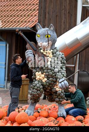 Klaistow, Deutschland. September 2021. Die Mitarbeiter Paul (l.) und Johann arbeiten vor der Eröffnung der Kürbisausstellung auf dem Gelände der Spargel- und Erlebnisfarm an einer Katzenfigur. Die Ausstellung ist am 4. September für Besucher geöffnet und läuft bis zum 7. November 2021. Bei der größten Kürbisveranstaltung in der Region geht es in diesem Jahr um Musik. Insgesamt werden mehr als 500 verschiedene Kürbissorten ausgestellt. Quelle: Monika Skolimowska/dpa-Zentralbild/dpa/Alamy Live News Stockfoto