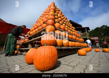 Klaistow, Deutschland. September 2021. Mitarbeiter Detlef baut vor der Eröffnung der Kürbisausstellung auf dem Gelände der Spargel- und Erlebnisfarm eine Kürbispyramide. Die Ausstellung ist am 4. September für Besucher geöffnet und läuft bis zum 7. November 2021. Bei der größten Kürbisveranstaltung in der Region geht es in diesem Jahr um Musik. Insgesamt werden mehr als 500 verschiedene Kürbissorten ausgestellt. Quelle: Monika Skolimowska/dpa-Zentralbild/dpa/Alamy Live News Stockfoto