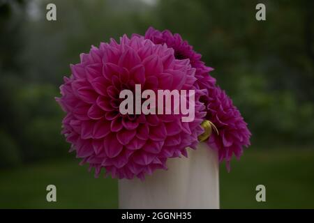 Große, lila rosa Pompon-Dahlien Stockfoto