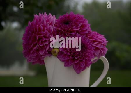 Große, lila rosa Pompon-Dahlien Stockfoto