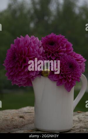 Große, lila rosa Pompon-Dahlien Stockfoto