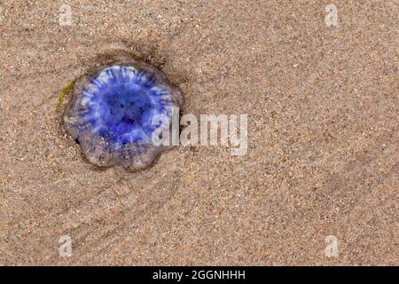 Gemeine blaue Qualle (Cyanea lamarckii), am Strand gewaschen, Northumberland, Großbritannien Stockfoto