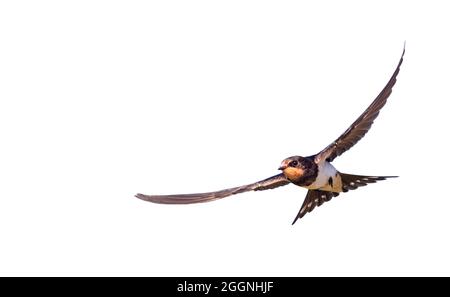 Vogel schön fliegt isoliert auf weißem Hintergrund, Schwalbe Stockfoto