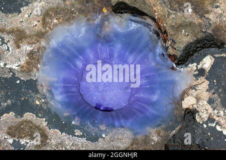 Gemeinsame blaue Qualle (Cyanea Lamarckii), gestrandet im Rockpool, Northumberland, UK Stockfoto