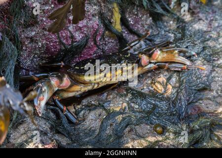 Küstenkrabbe (Carcinus maenas), Beadnell, Northumberland, Stockfoto