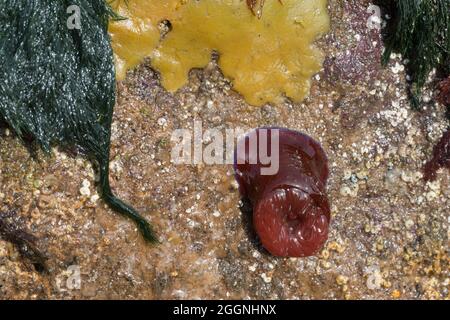 Breadcrumb-Schwamm (Halichondria panicea) und Perlenanemon (Actinia equina), Beadnell, Northumberland Stockfoto