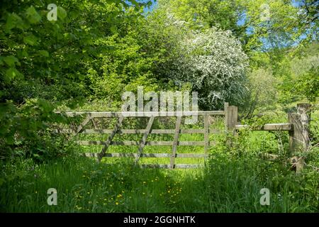 Holzfeldtor mit üppiger grüner Landschaft rundherum, Gwaun Valley Pembrokeshire Wales Stockfoto