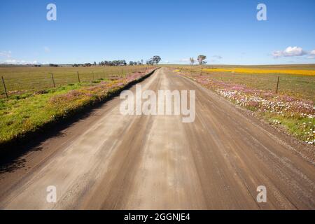 Hantam National Botanical Gardens Stockfoto