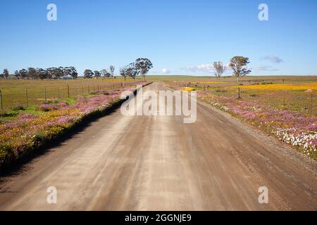 Hantam National Botanical Gardens Stockfoto