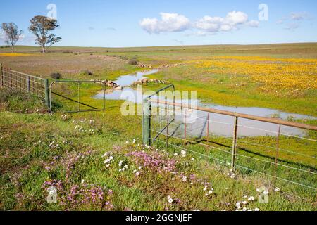 Kleiner Bach Hantam National Botanical Gardens Stockfoto