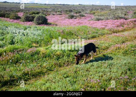 Hantam National Botanical Gardens, Nieuwoudtville, R27, Northern Cape Stockfoto