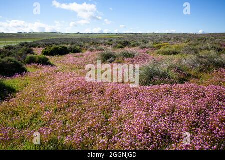 Blumenfeld Hantam National Botanical Gardens Stockfoto