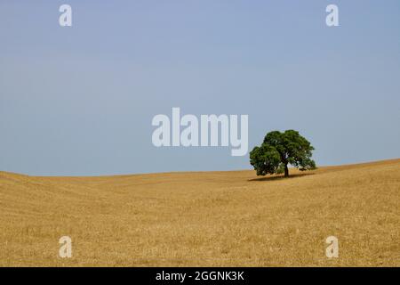 Minimalismus mit einsamem Korkbaum mitten im trockenen Weizenfeld bei Alentejo, Portugal. Stockfoto